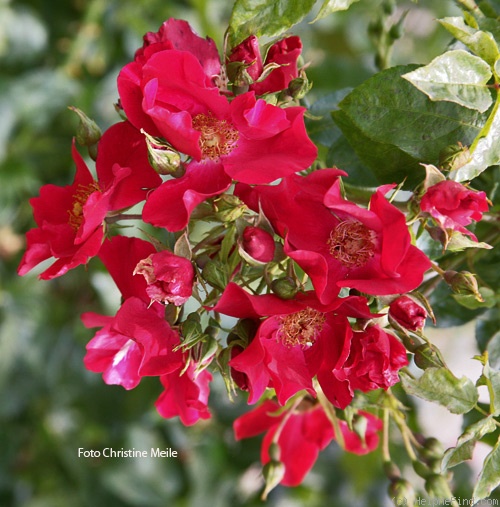 'Alsace ® (shrub, Pekmez, 1992)' rose photo
