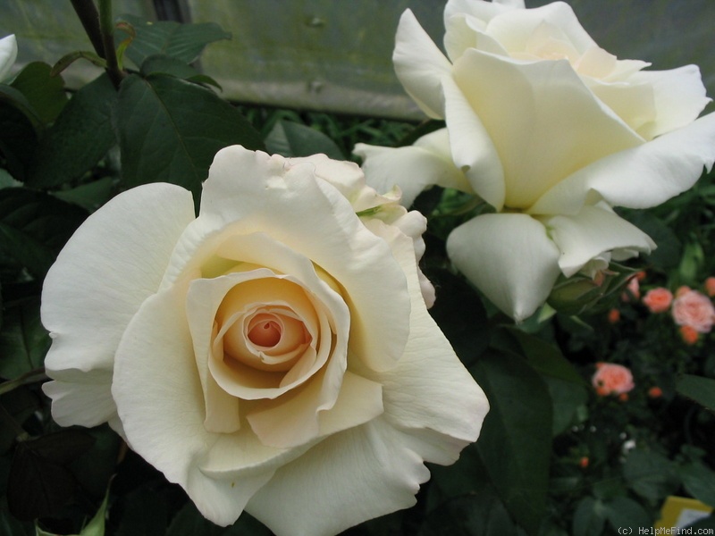 'Glynis my Cariad' rose photo