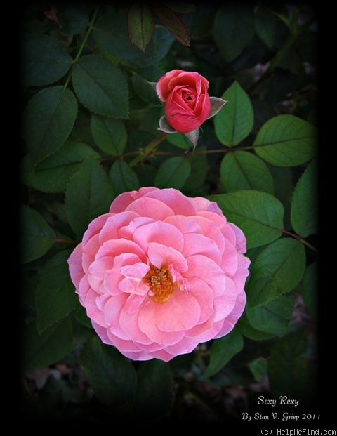 'Sexy Rexy ® (Floribunda, McGredy, 1978)' rose photo