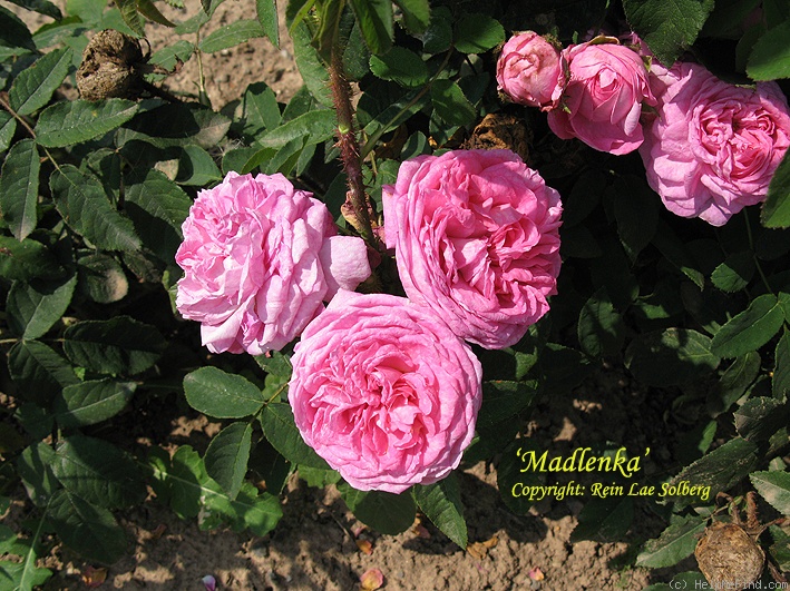 'Madlenka' rose photo