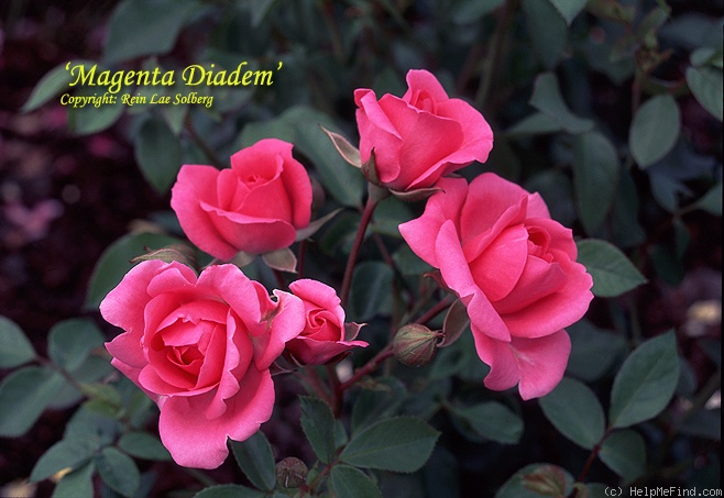 'Magenta Diadem' rose photo