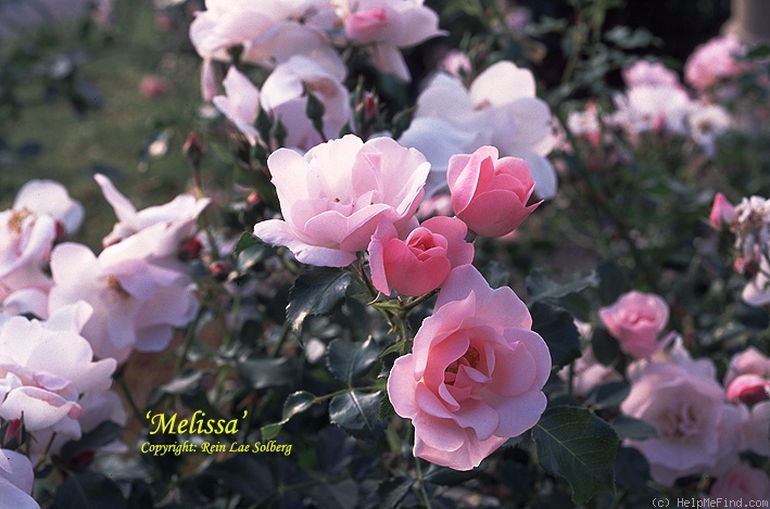 'Melissa (floribunda, Noack, 1996)' rose photo
