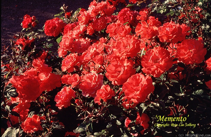 'Memento ®' rose photo