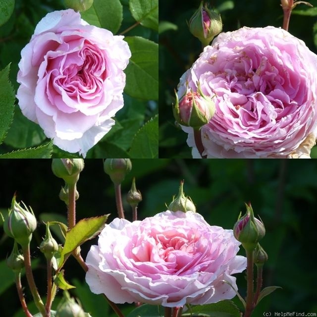 'James Galway' rose photo