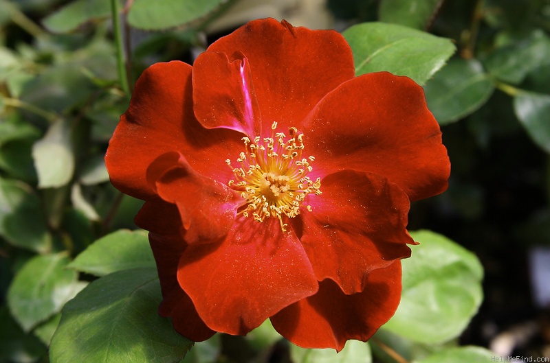 'Dusky Maiden (Floribunda, Grice, 1947)' rose photo