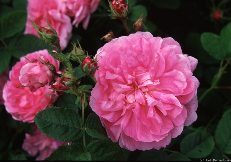 'Dutch Provence' rose photo