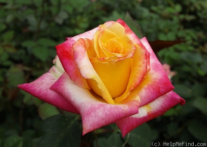 'Emma Grace' rose photo