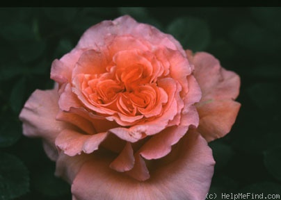 'Enchanted Autumn' rose photo