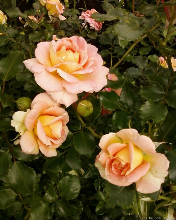 'Concerto (shrub, Meilland, 1995)' rose photo