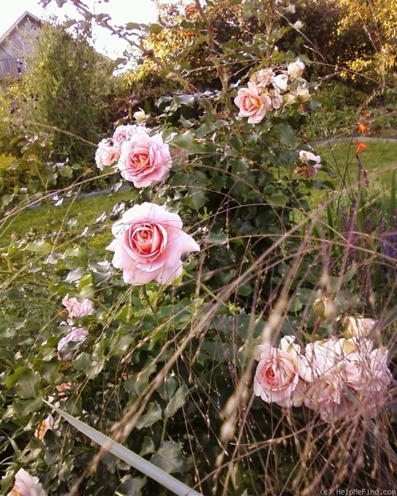'Concerto (shrub, Meilland, 1995)' rose photo