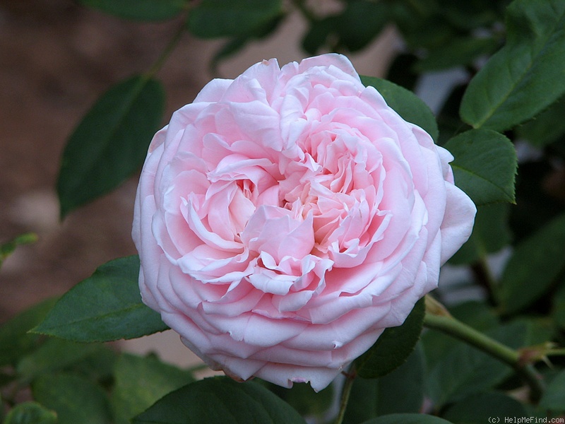 'St. Cecilia ® (Shrub, Austin, 1987)' rose photo