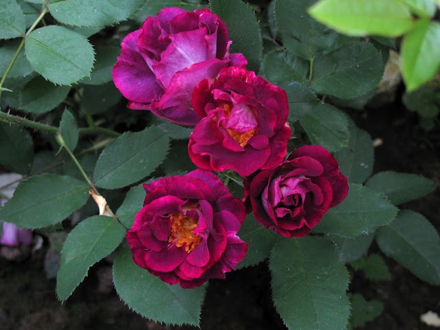 'Princesse Sibilla de Luxembourg ®' rose photo