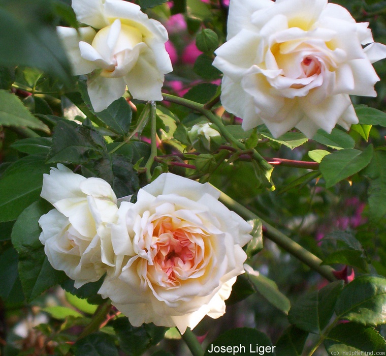 'Joseph Liger' rose photo