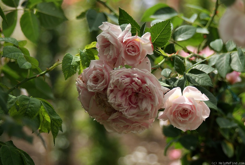 'Jean Lafitte' rose photo