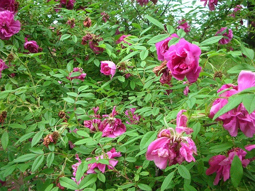 'Rosa Maikai' rose photo