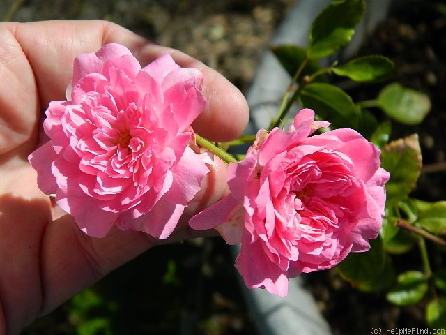 'Softee, Softee' rose photo