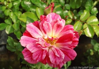 'Flower Basket' rose photo