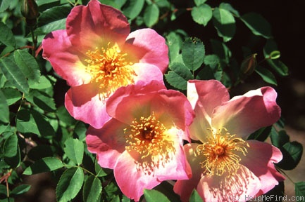 'Frühlingsmorgen (hybrid spinosissima, Kordes, 1942)' rose photo
