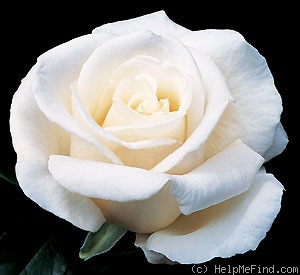 'Full Sail' rose photo