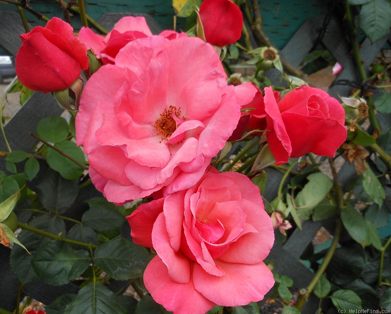 'Galway Bay®' rose photo