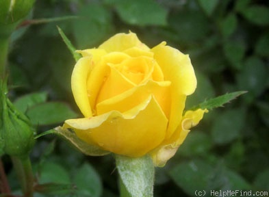 'Golden Horizon ™' rose photo