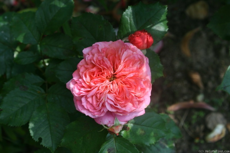 'Mary Ann ® (floribunda, Evers/Tantau, 2004/10)' rose photo