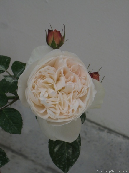 'Fair Bianca ®' rose photo