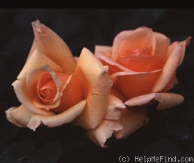 'Golden Unicorn' rose photo