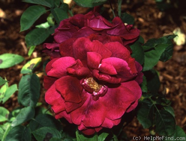 'Granny Grimmetts' rose photo