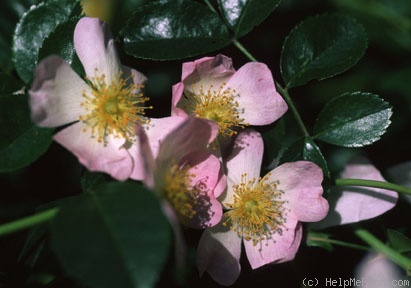 'Green Snake' rose photo