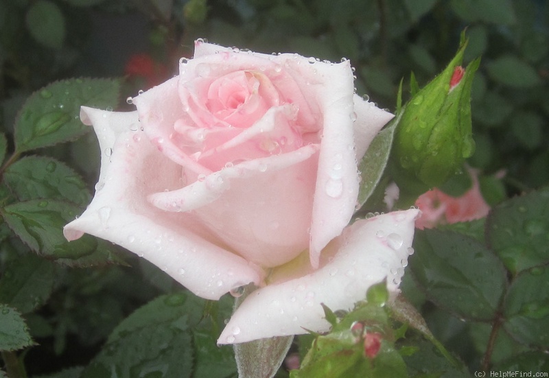 'Heather Sproul ™' rose photo