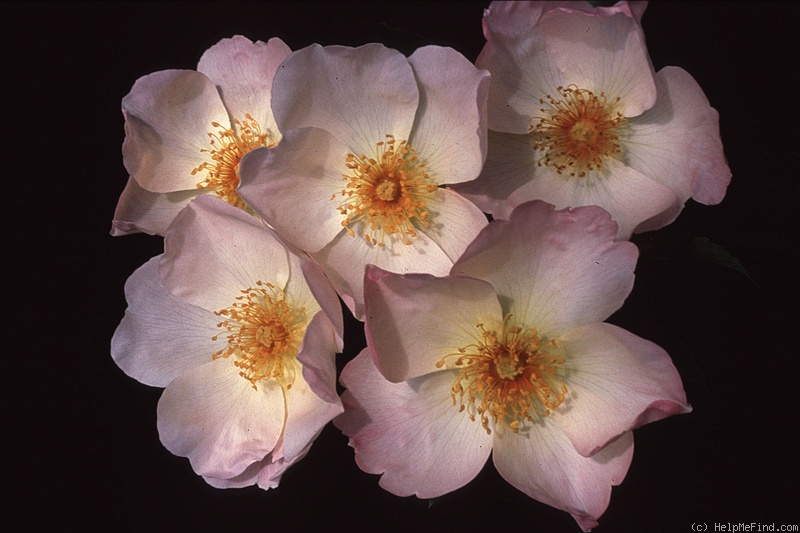 'Heavenly Rosalind' rose photo