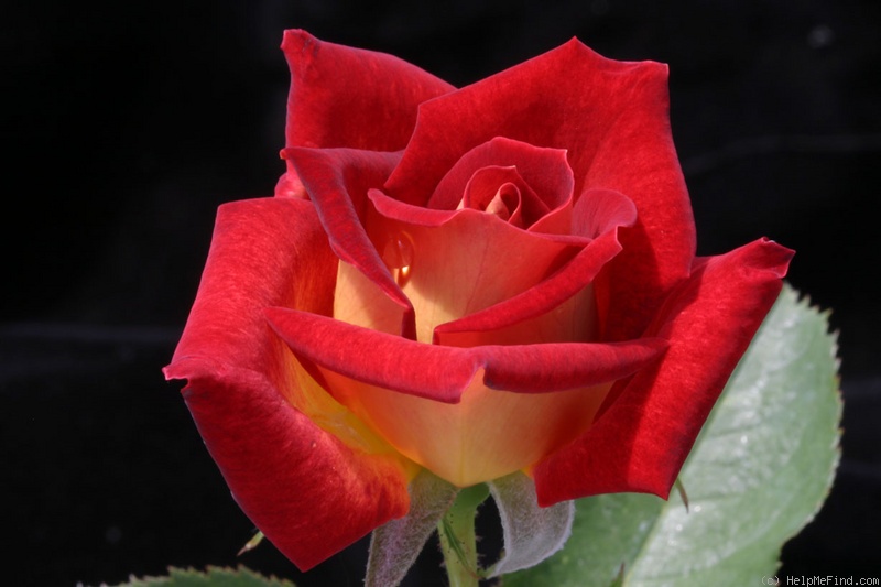 'Ingrid ™' rose photo