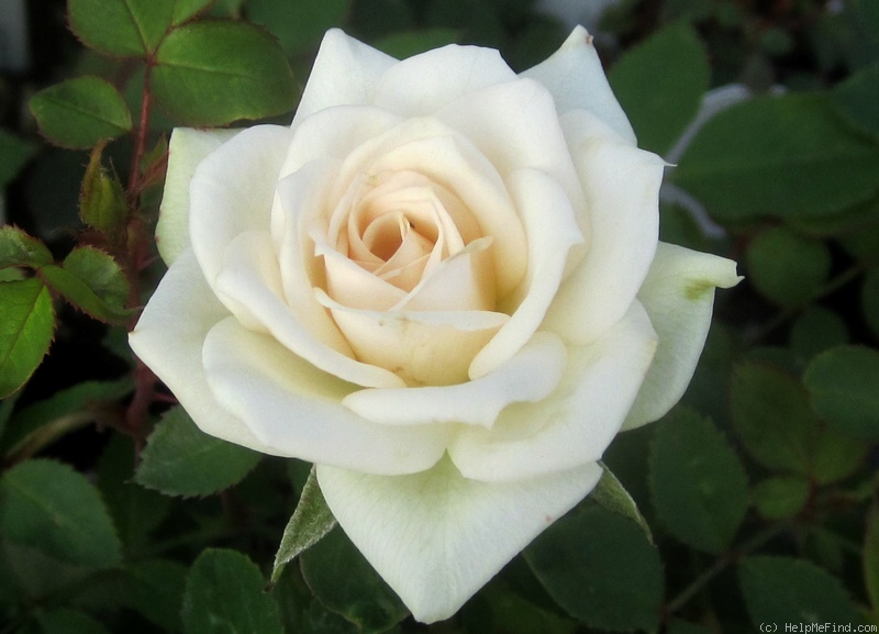 'Irresistible (Miniature, Bennett, 1989)' rose photo