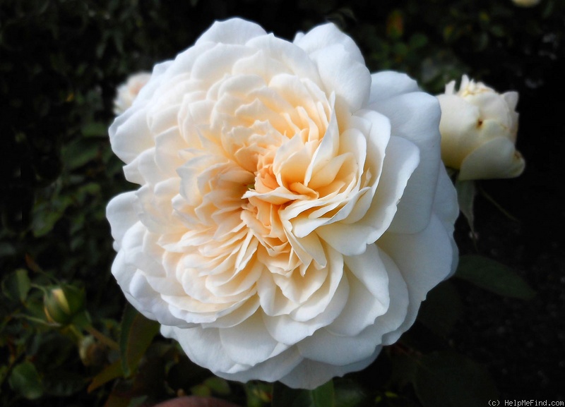 'Joan Fontaine' rose photo