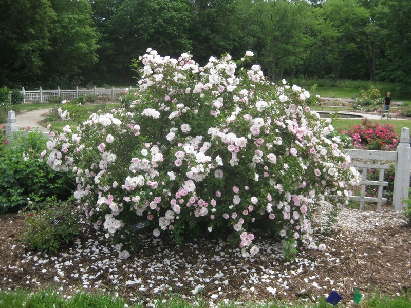 'Prairie Wren' rose photo