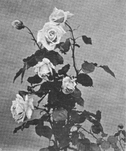 'Frau Lilla Rautenstrauch' rose photo