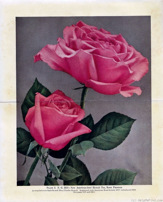 'Premier (hybrid tea, Gurney Hill, 1918)' rose photo