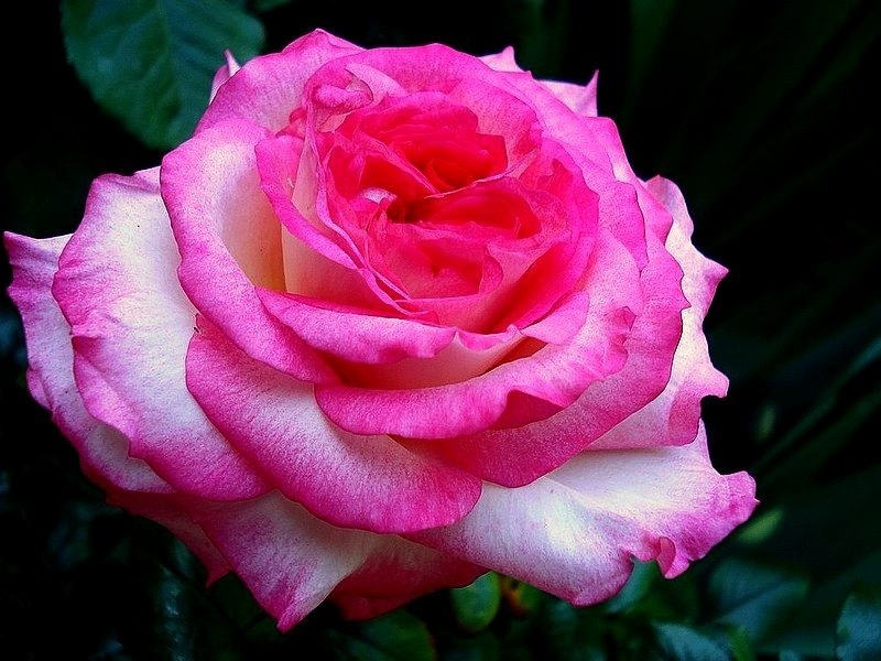 'Pascal Sevran ®' rose photo