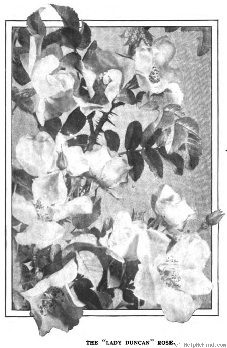 'Lady Duncan (shrub, Dawson, 1900)' rose photo