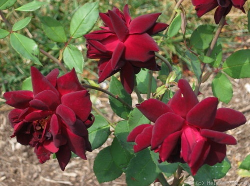 'Nigrette (hybrid tea, Krause 1934)' rose photo