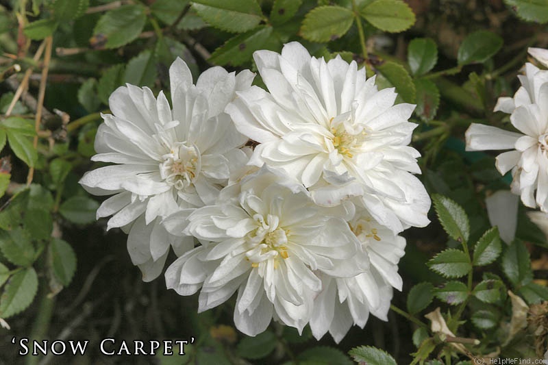 'Snow Carpet ®' rose photo