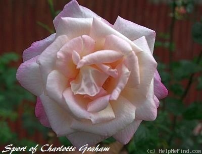 'Sport of Charlotte Graham' rose photo