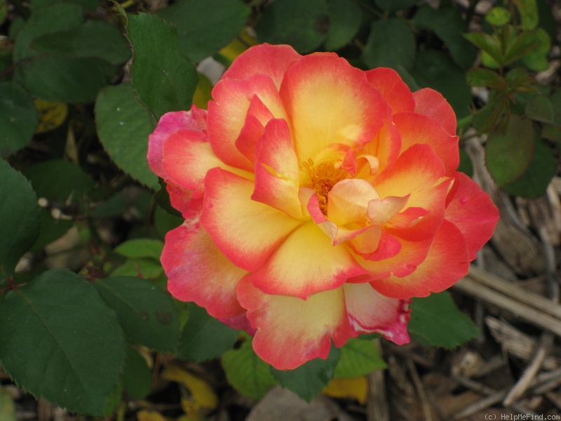 'Golden Princess' Rose