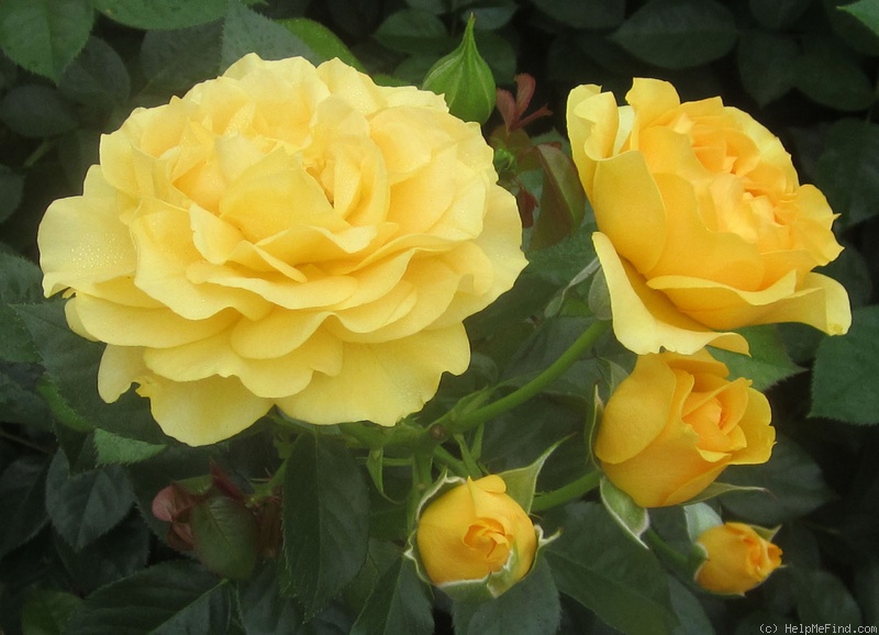 'Julia Child ™ (Floribunda, Carruth, 2004)' rose photo