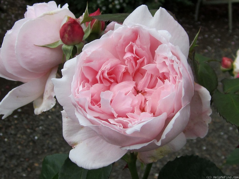 'Kathryn Morley' rose photo