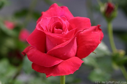 'Lady Mitchell' rose photo