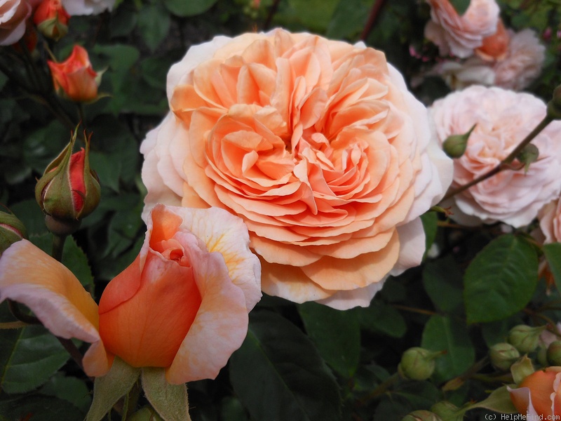 'Leander' rose photo