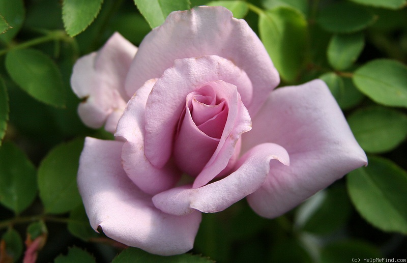 'Madame Violet' rose photo