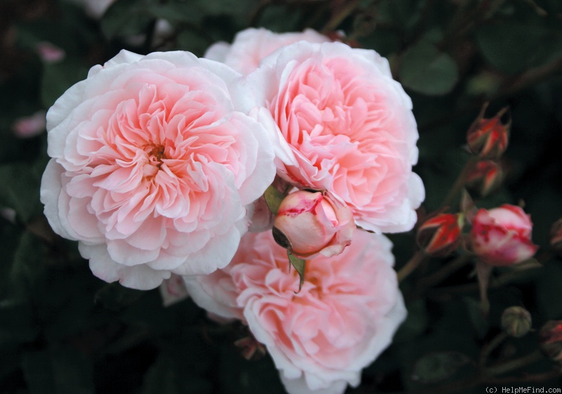 'Magnificent Perfume' rose photo